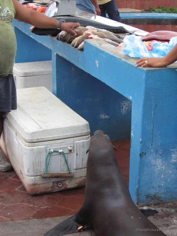 Puerto Ayora seal watching fish pinniped pinnipeds cooler